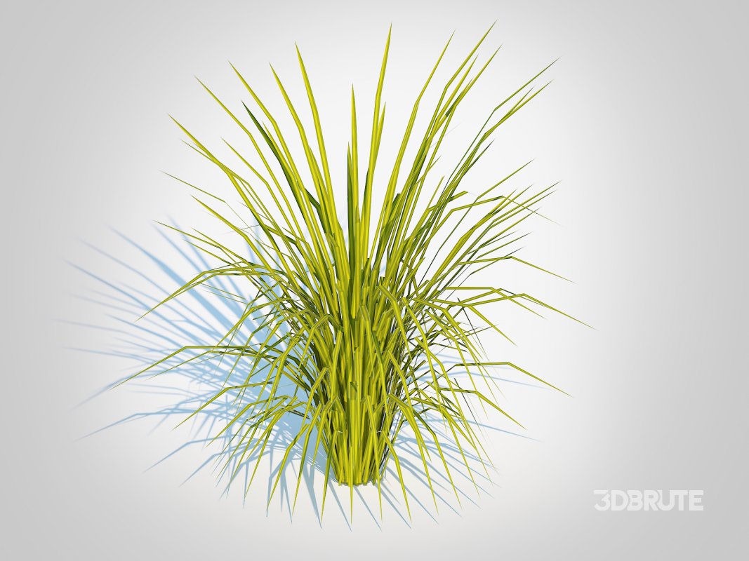 Acorus gramineus Ogon – Sweet Flag Image 2