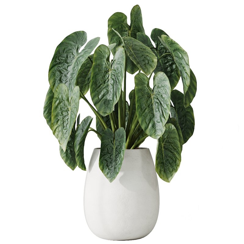 AV Indoor plants set 200 Mandarin Fruit Lemon Tree and Alocasia Jardin and Ficus Cyathistipula Fig and Mission Olive Image 5