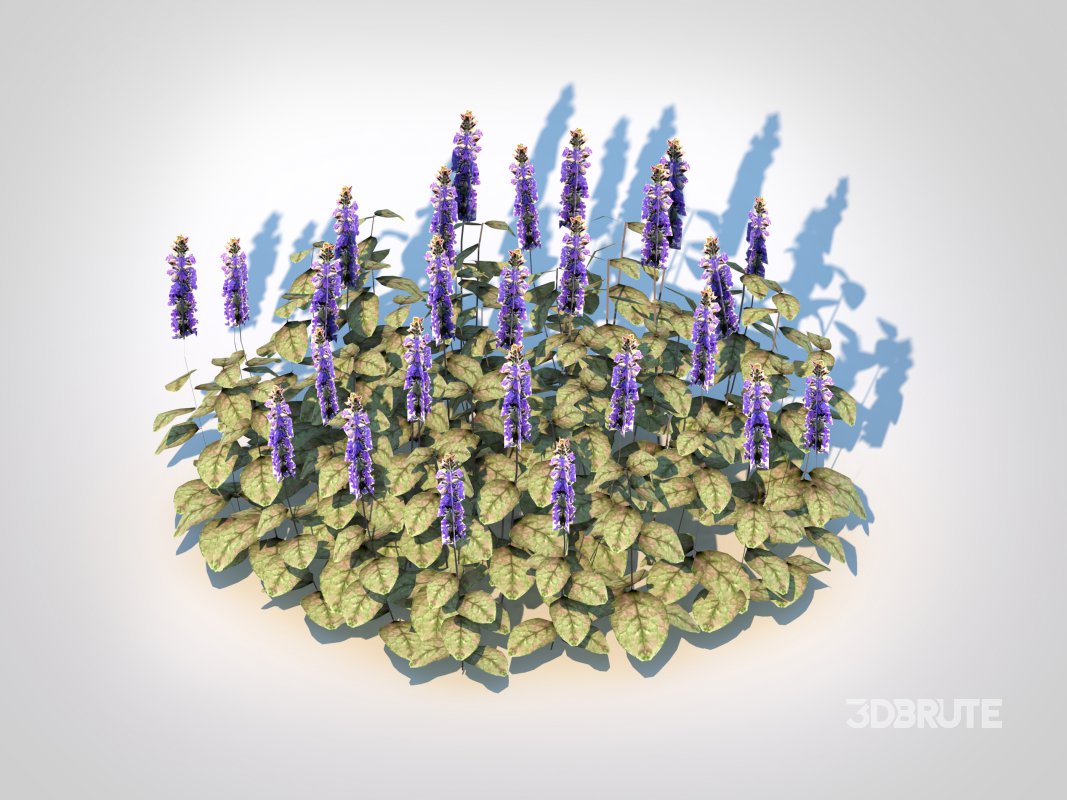 Ajuga reptans ‘Burgundy Glow’ – Bugleweed Image 4