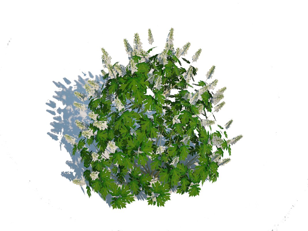 Hydrangea quercifoila-Oakleaf Hydrangea Image 5