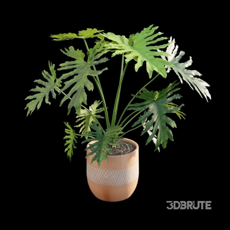 Philodendron bipinnatifidum – Philodendron selloum Split Image 2