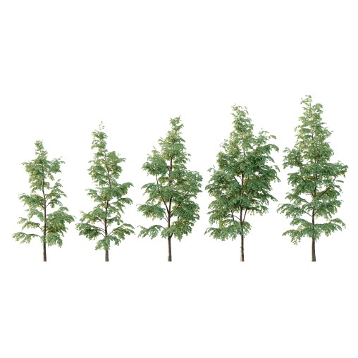 Carpinus Betulus Tree 06