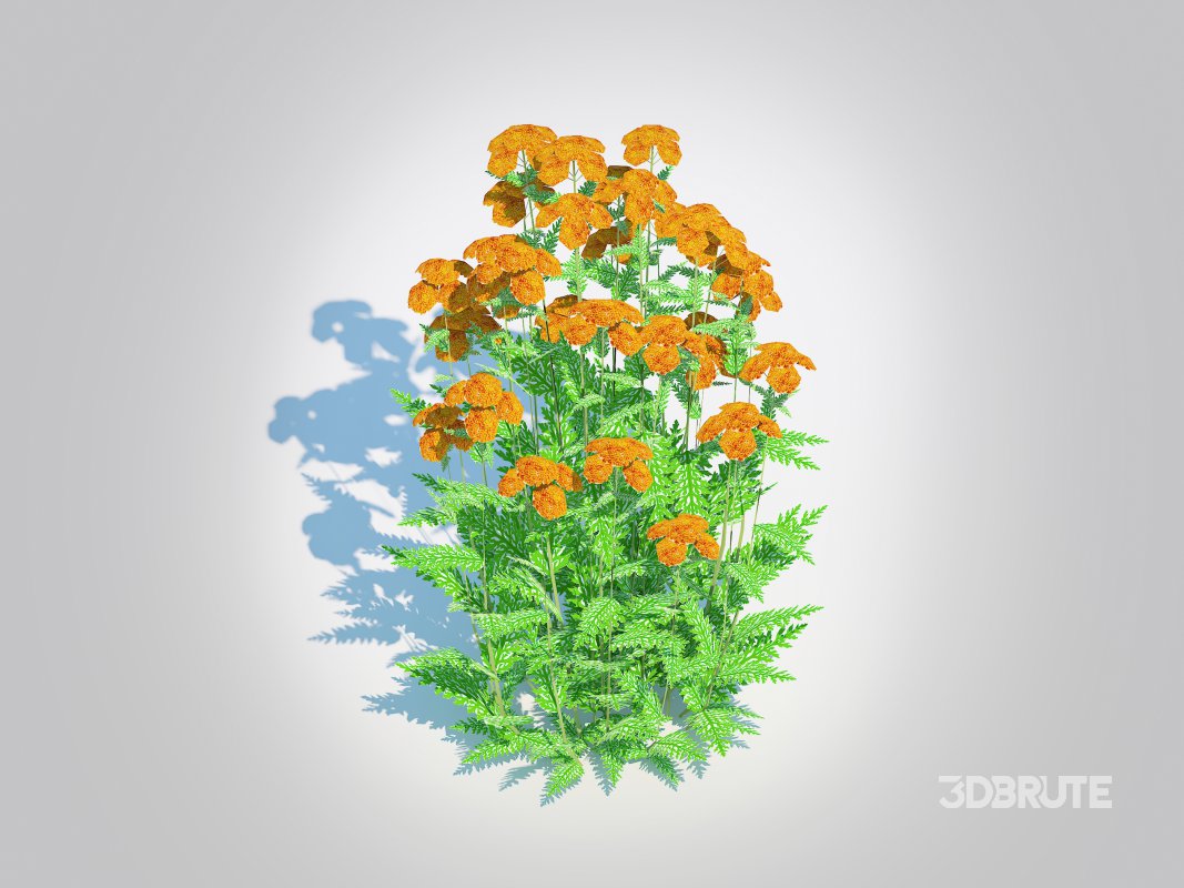 Achillea – yarrow orange Image 3