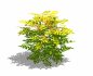 Nandina domestica-heavenly bamboo - Thumbnail 7