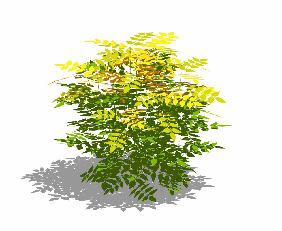 Nandina domestica-heavenly bamboo Image 7