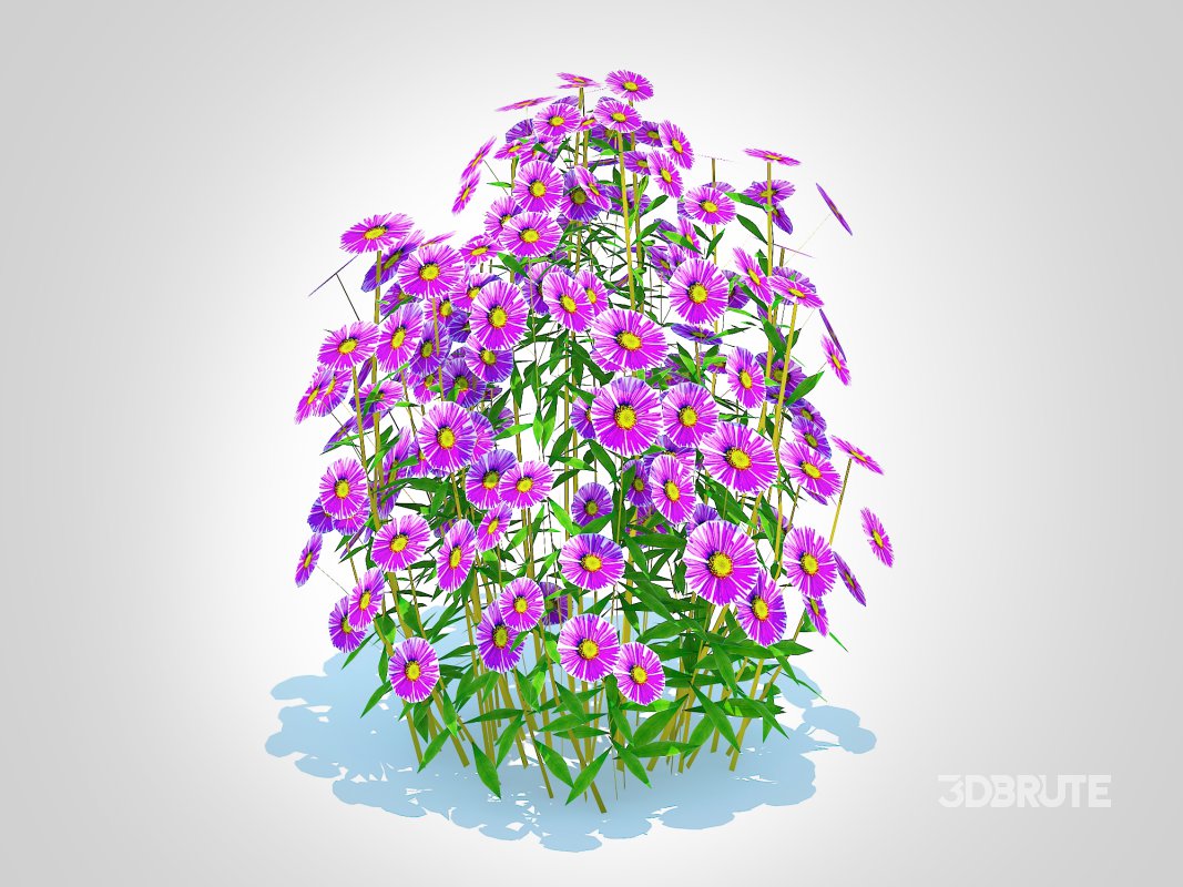 Aster novae-angliae – New England Aster – purple Image 5