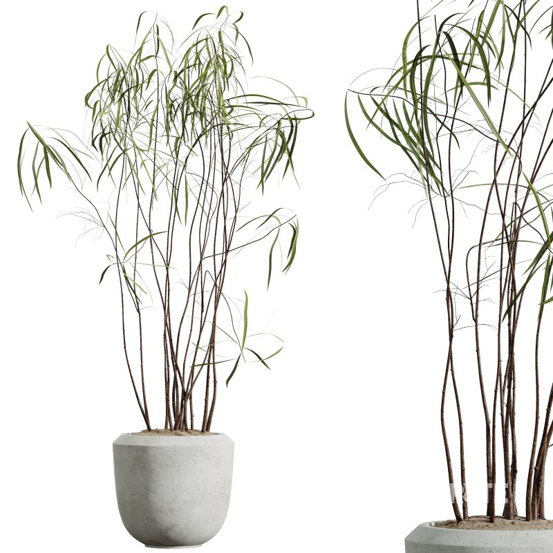 AV HousePlants Japandi Decorative Minimalism Ficus Dracaena Marginata24 Image 2