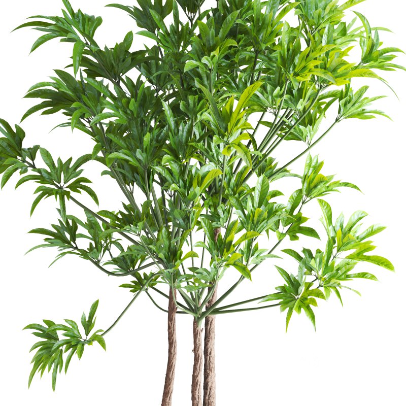 Potted Cone Indoor Plant Philodendron Image 6