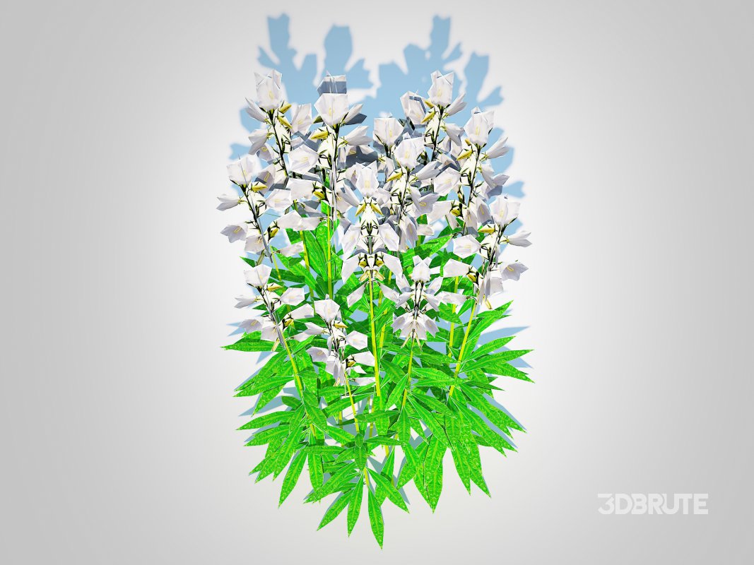 Campanula persicifolia – Peach-leaved bellflower_White Image 3