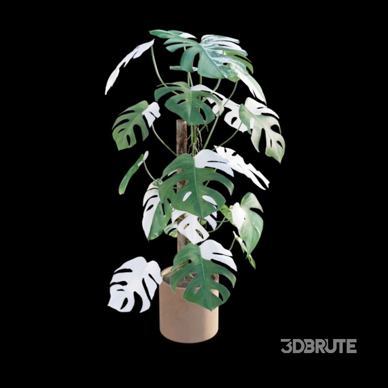 Monstera deliciosa Albo – Var Image 6