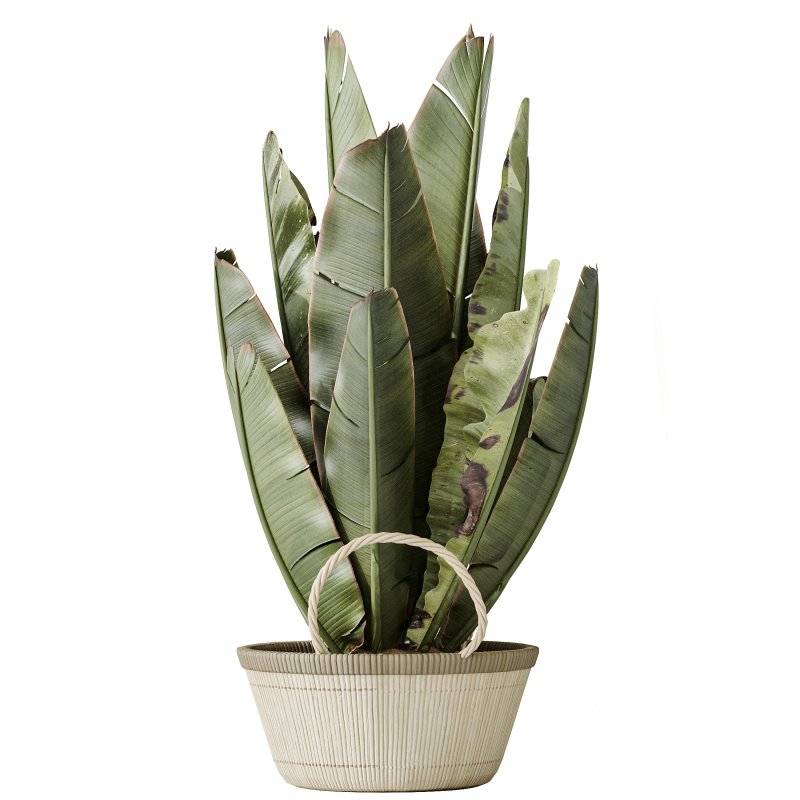 AV Indoor plants set 205 Ravenala Banana Strelitzia Nicolai Bird Of Paradise Image 3