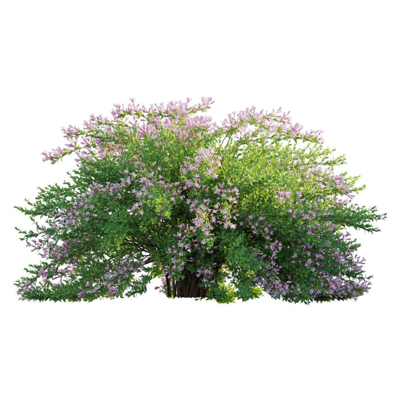 Weigela Florida 01 Image 2