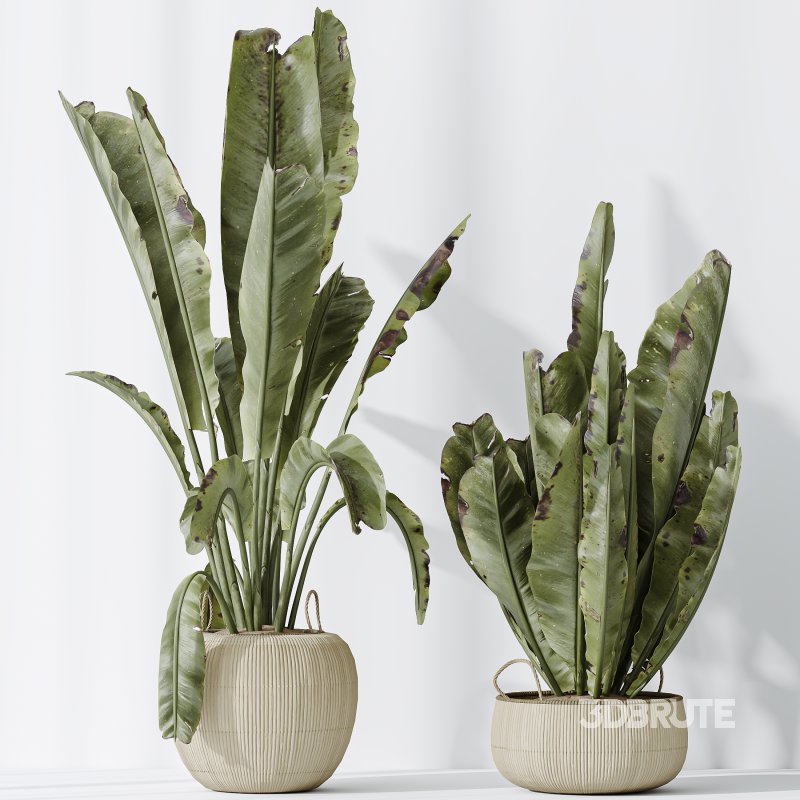 AV Indoor plants set 205 Ravenala Banana Strelitzia Nicolai Bird Of Paradise Image 8