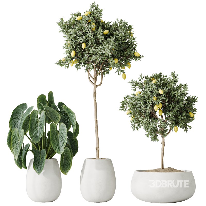 AV Indoor plants set 200 Mandarin Fruit Lemon Tree and Alocasia Jardin and Ficus Cyathistipula Fig and Mission Olive Image 4