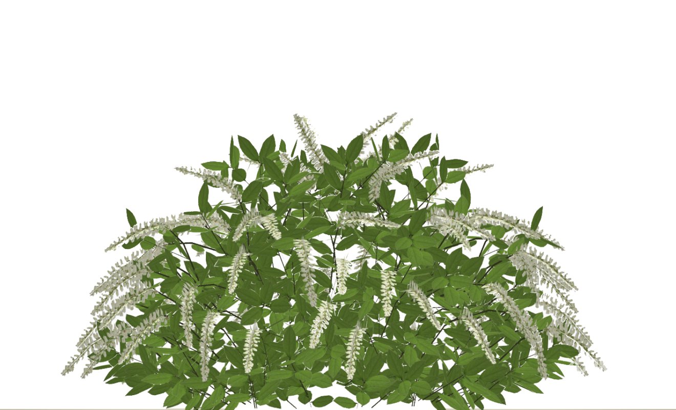 Itea virginica Henrys Garnet-Henrys Garnet Sweetspire Image 2