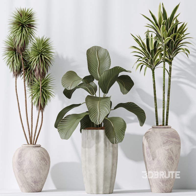 AV Indoor plants set 206 Mission Olive and Areca Palm and Yucca Elephantipes and Calathea Lutea and Dracaena Warneckii Image 8