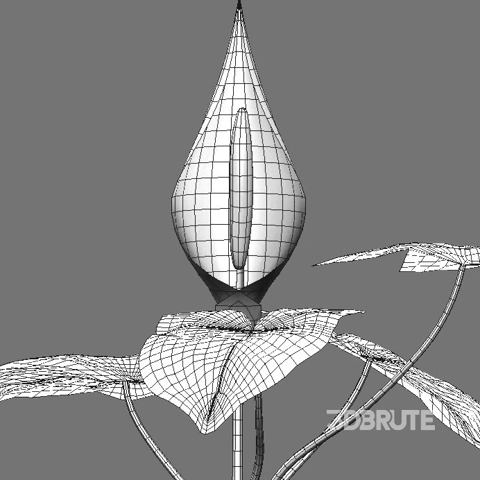 Arum maculatum – Lords and ladies – 02 Image 4