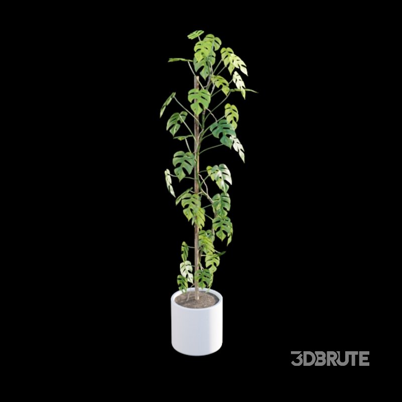 Rhaphidophora tetrasperma – Mini Monstera Image 5