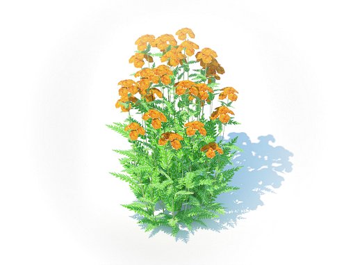 Achillea – yarrow orange