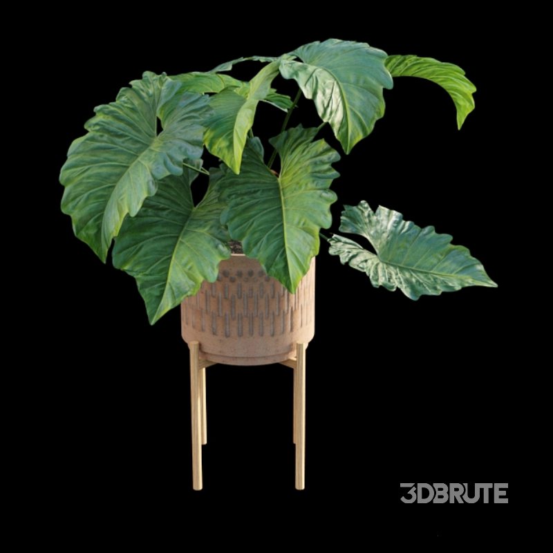 Philodendron subincisum Image 3