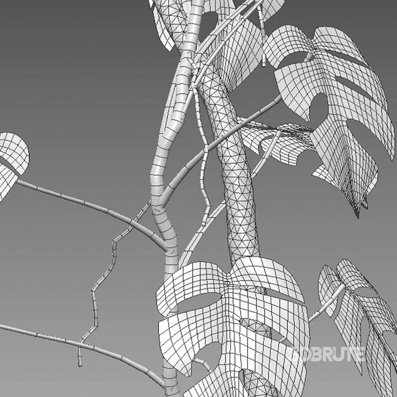 Rhaphidophora tetrasperma – Mini Monstera Image 7