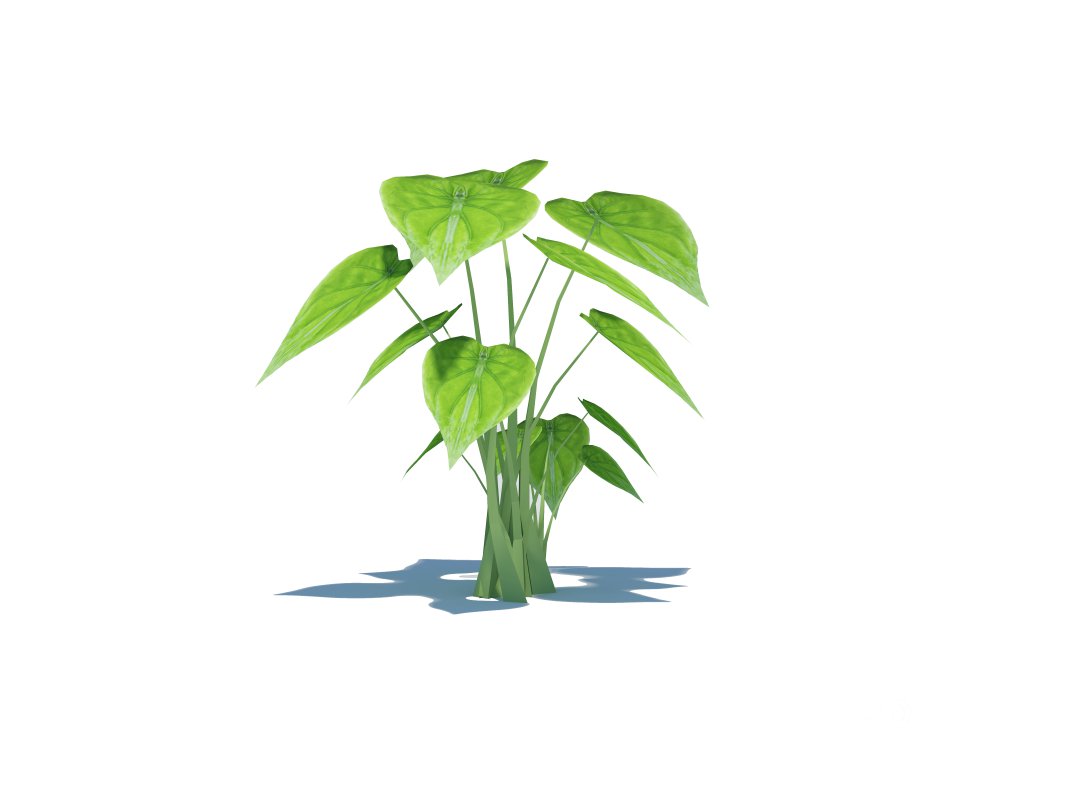 Alocasia Cucullata Image 3