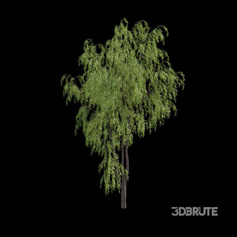 Salix babylonica – Weeping Willow 02 Image 4