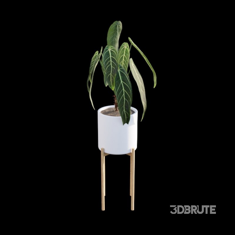 Anthurium warocqueanum Image 6