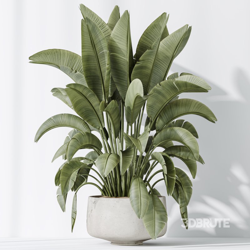 AV Indoor plants set 203 Yucca Aloifolia Rostrata Palm and Olive Eucalyptus and Banana Strelitzia Nicolai and Briful Pachira Aquatica Image 5