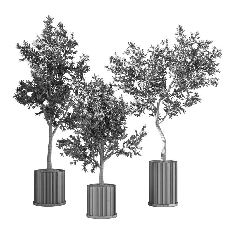 Olive Tree Indoor Plant Set.9 Image 2