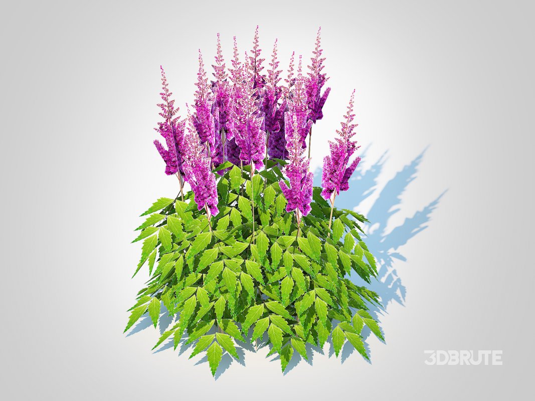 Astilbe jap -Koblenz Image 4