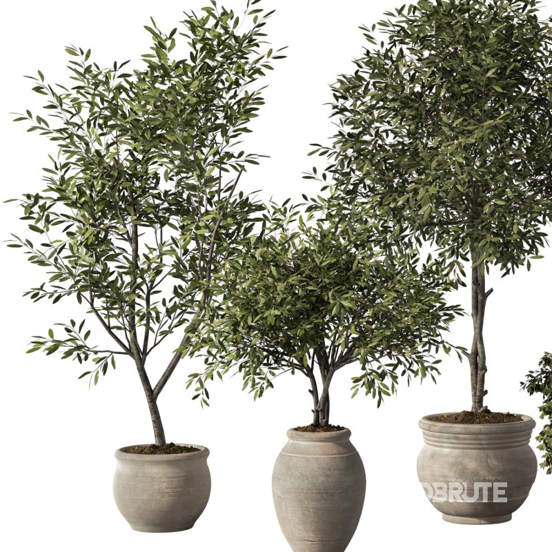 Olive Tree Indoor Plant Set.13 Image 2