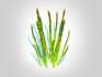 Asparagus - Thumbnail 5