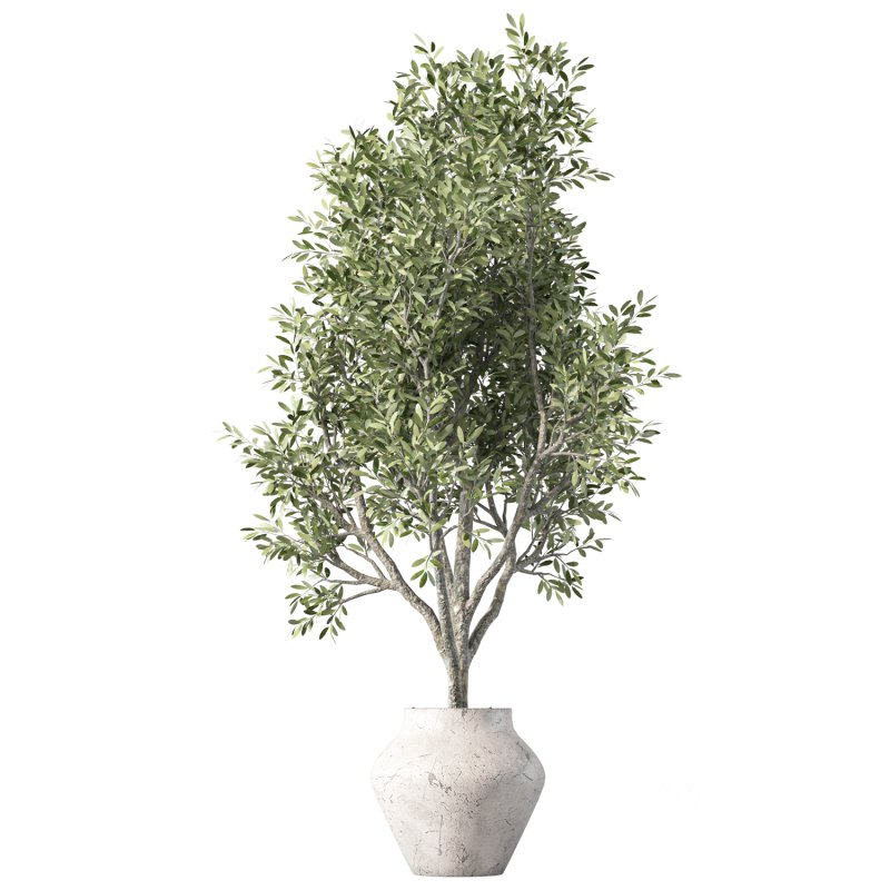 Olive Tree Indoor Plant Set.24 Image 3
