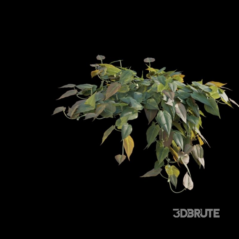 Philodendron Scandens Micans Image 6