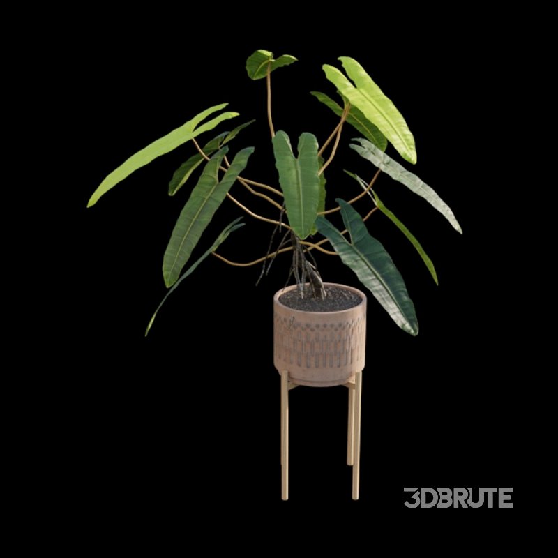 Philodendron billietiae – Croat Image 5