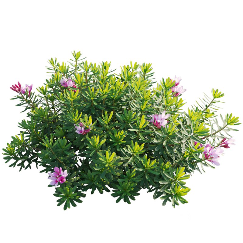 Daphne arbuscula – Shrubby daphne 01 Image 3