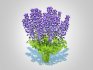 Baptisia australis – False Indigo_Blue - Thumbnail 3