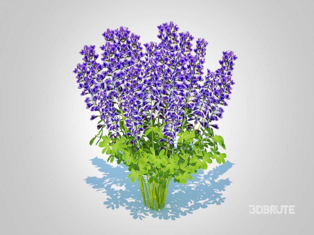 Baptisia australis – False Indigo_Blue Image 3