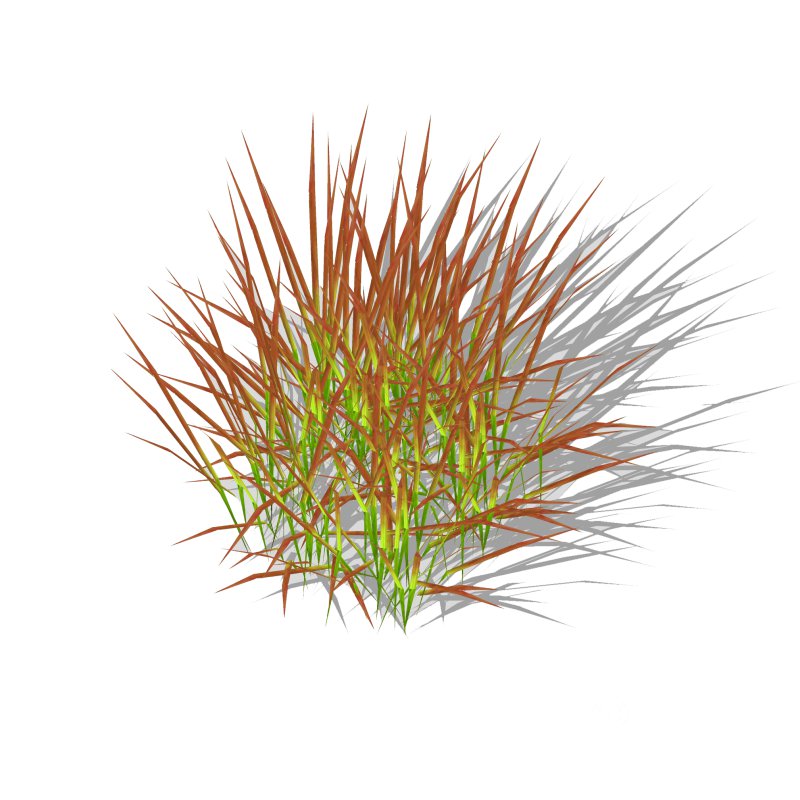 Imperata-Japanese Blood Grass Image 2