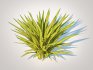 Carex siderosticha ‘Banana Boat - Thumbnail 1