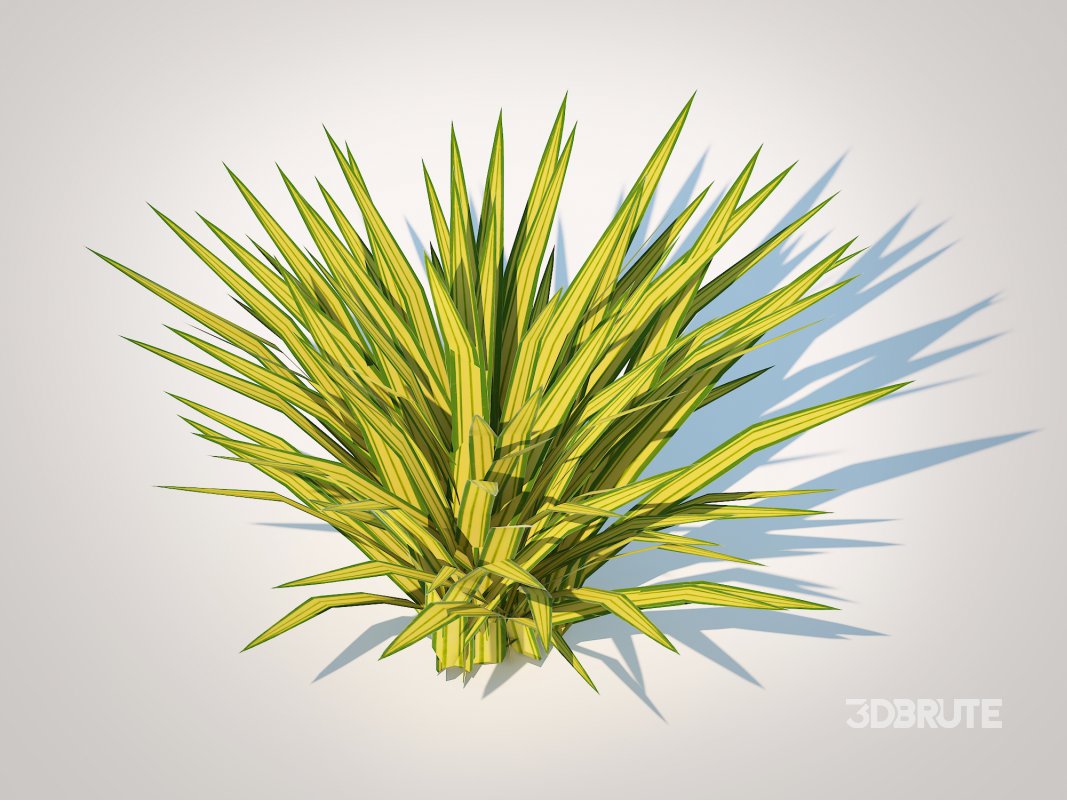 Carex siderosticha ‘Banana Boat Image 1