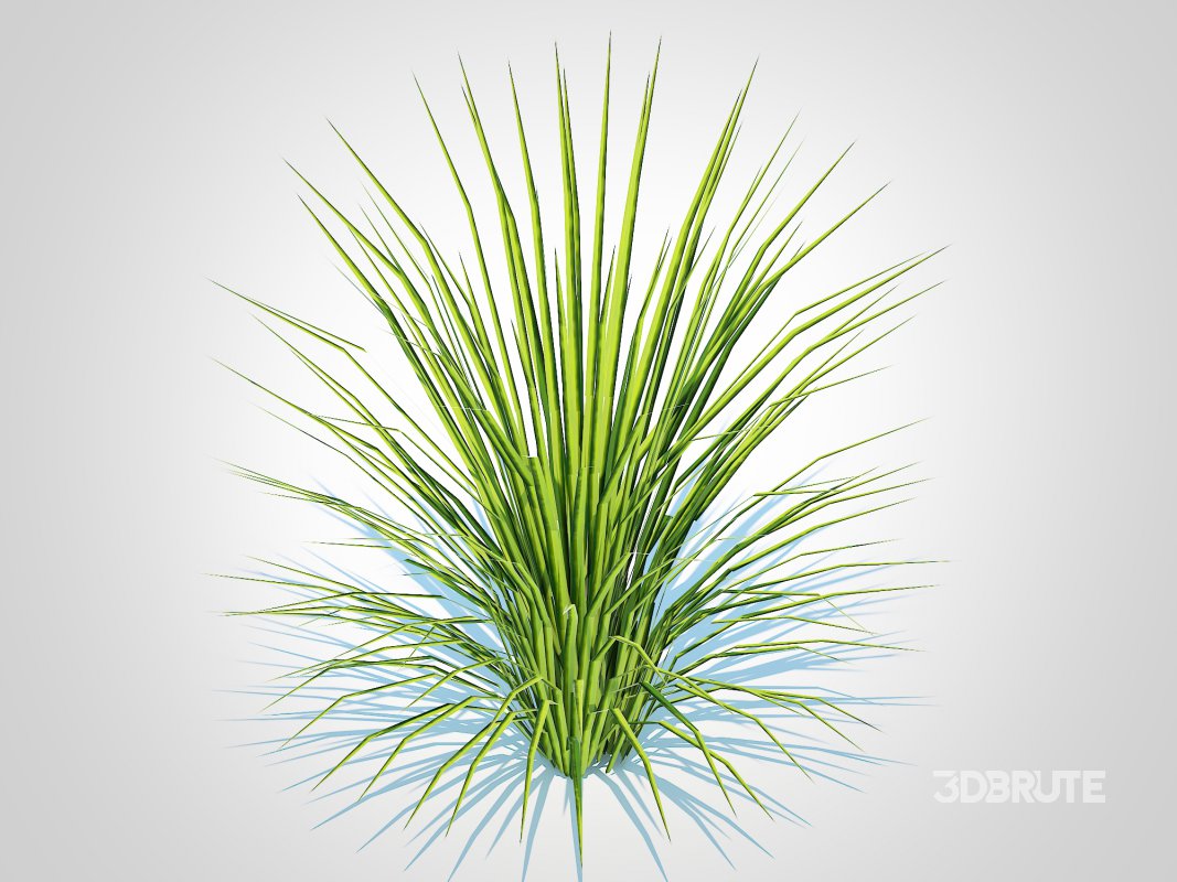 Acorus gramineus variegatus – Sweet Flag Image 3