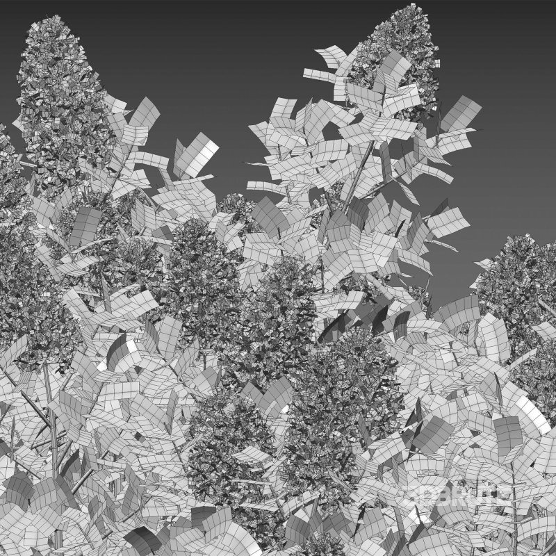 Cotinus coggygria – Smokebush 01 Image 4