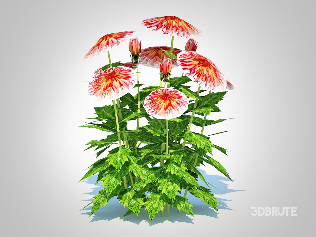 Dahlia Connie Image 4