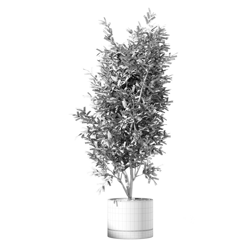Olive Tree Indoor Plant Set.19 Image 3