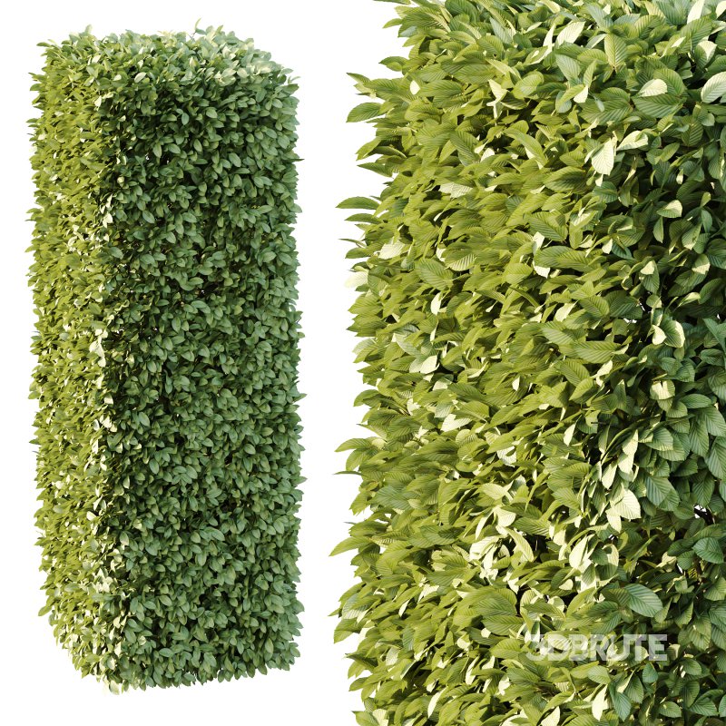 Carpinus Betulus Bush 01 Image 4