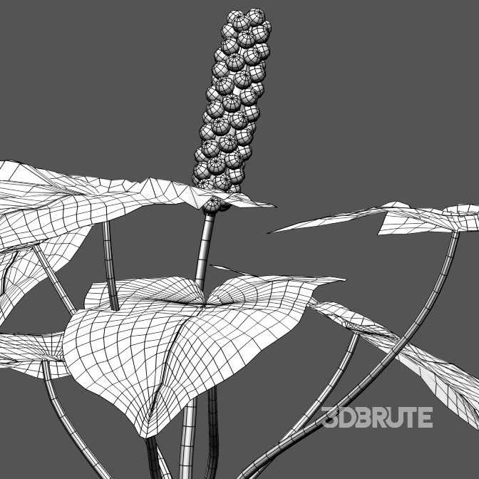 Arum maculatum – Lords and ladies – 02 Image 5