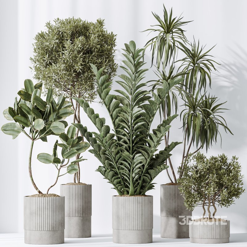 AV Indoor plants set 198 Arbequina Olive and Lemon Lime Cane Dragon and Zamiifolia Aracea and Ficus Elastica Abidjan Image 5