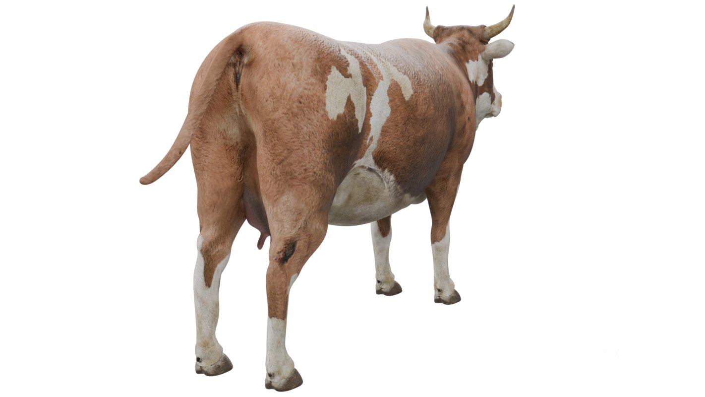Cow Image 5